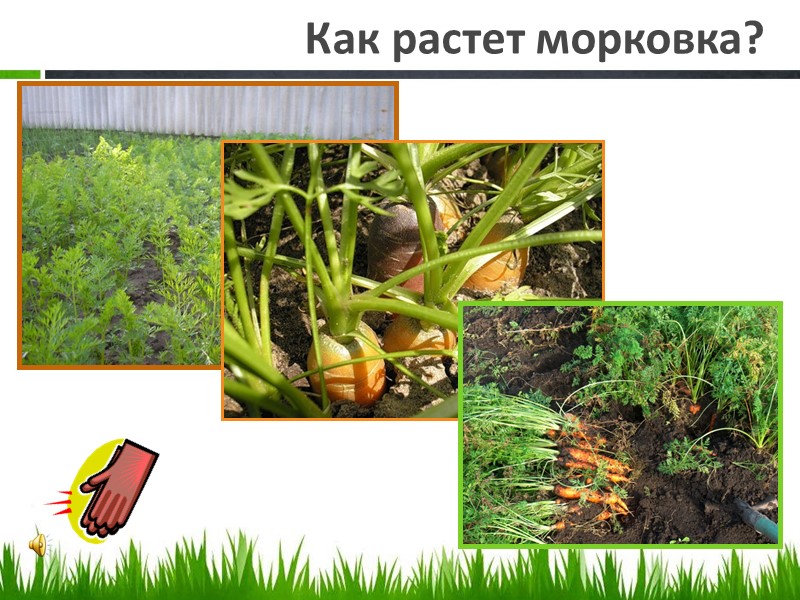 Как растет морковка?